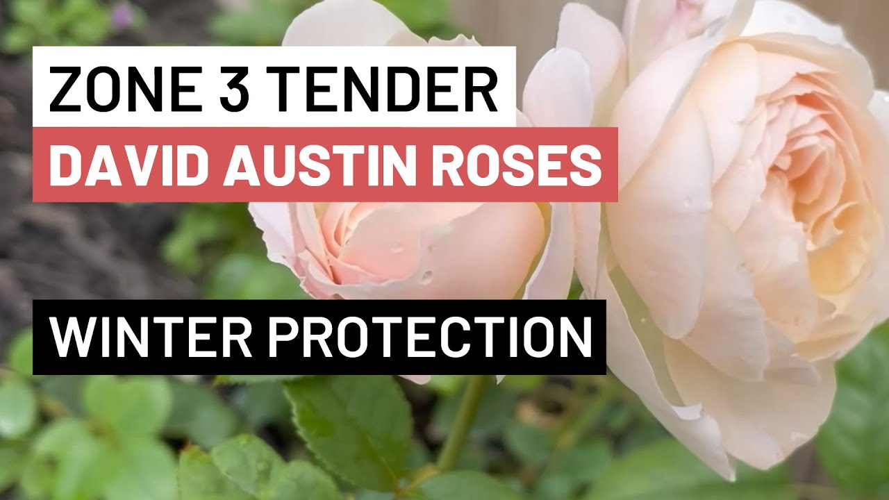 How To Protect Tender David Austin Roses from Zone 3 Winters
