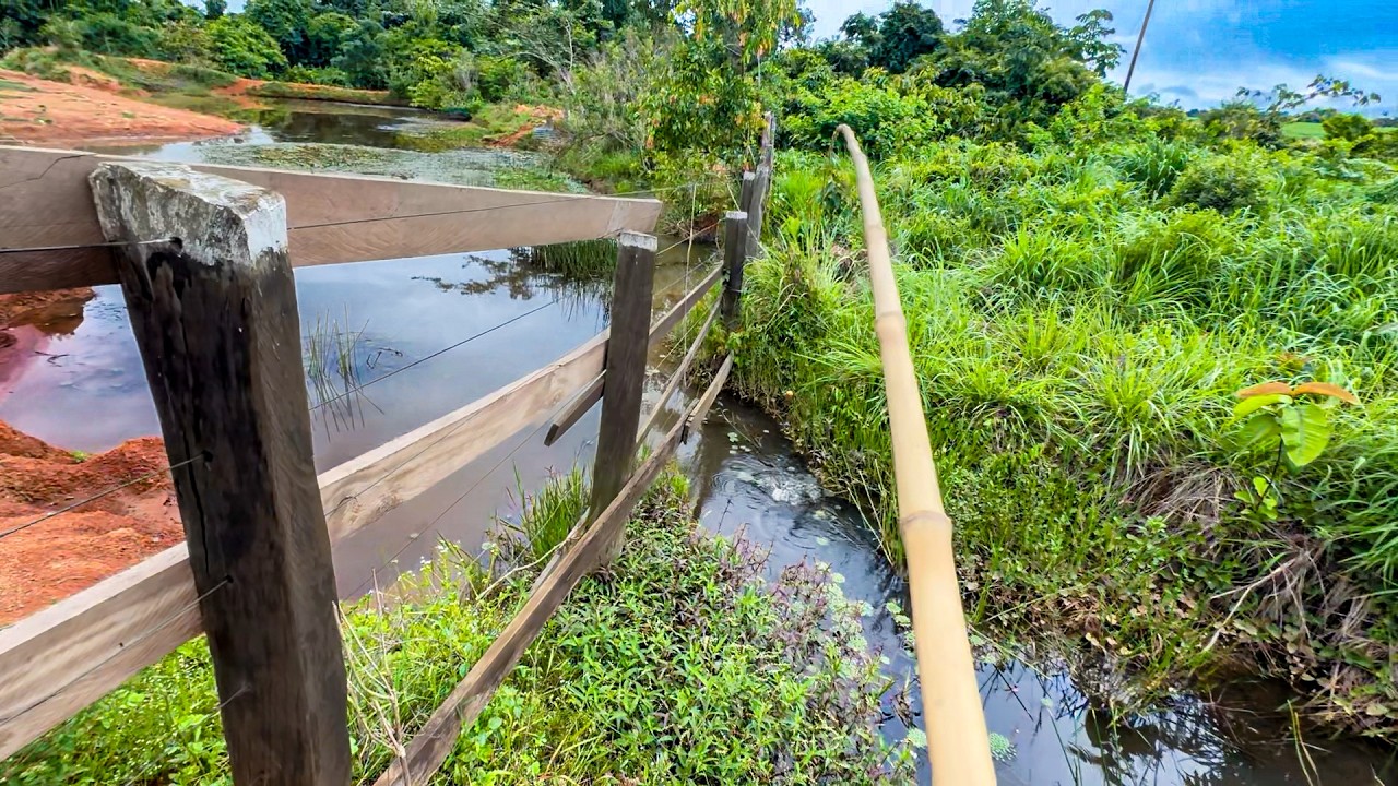 Eu não acreditava que a Monstra estaria bem ali. Pesca Raiz de Traíra, Fiz peixe frito com banana