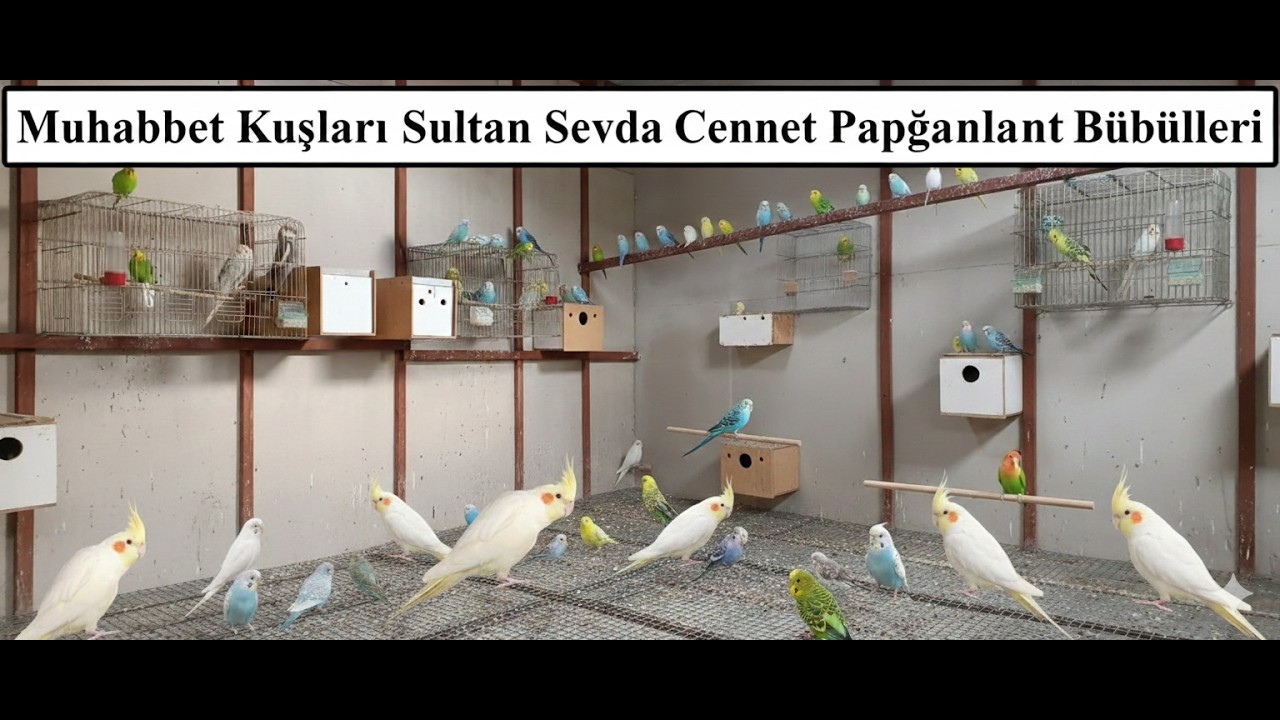 B&uuml;t&uuml;n Kuşlarım Bir Arada! Sultan, Cennet ve Sevda Papağanları (Kuş Odası Turu)