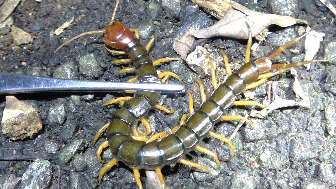 石垣島昆虫採集記　弾丸強行軍編【ノンフィクションドキュメンタリー】