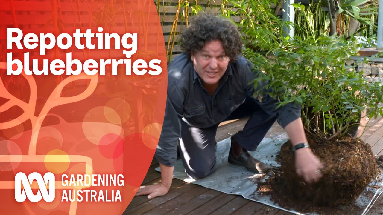 Repotting blueberries and refreshing the potting mix | Growing fruit and veg | Gardening Australia