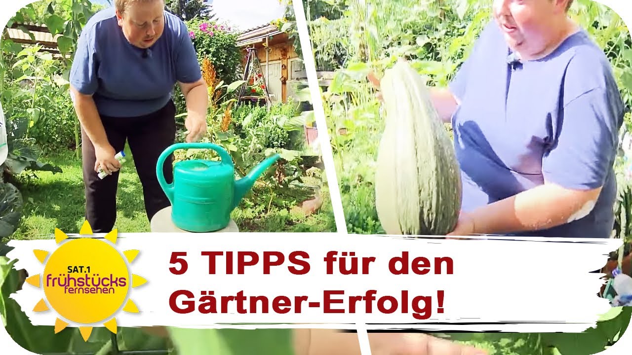 Phänomenal: XXL Gemüse im heimischen Garten! | SAT.1 Frühstücksfernsehen