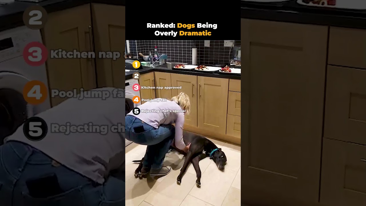 Ranked- Dogs Being Overly Dramatic 😂🐶