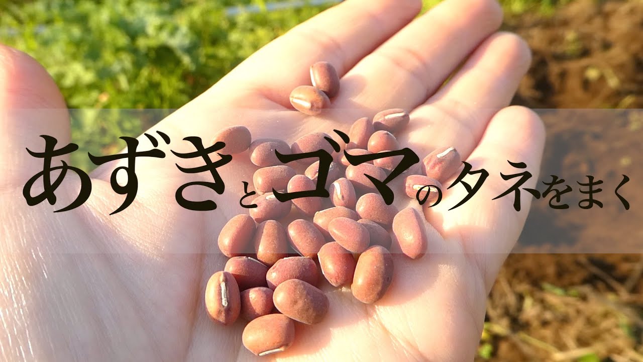小豆とゴマの種まき　Sowing red beans and sesame seeds