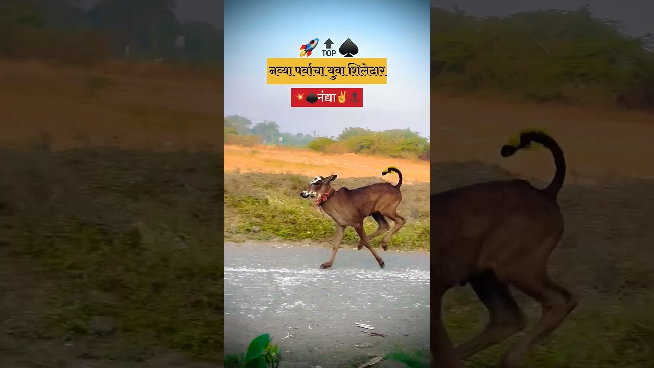 #horse #bailgada #naadekachbailgadasharyat #bakasur #bailgadasharyat #bull #indianlaw #automobile
