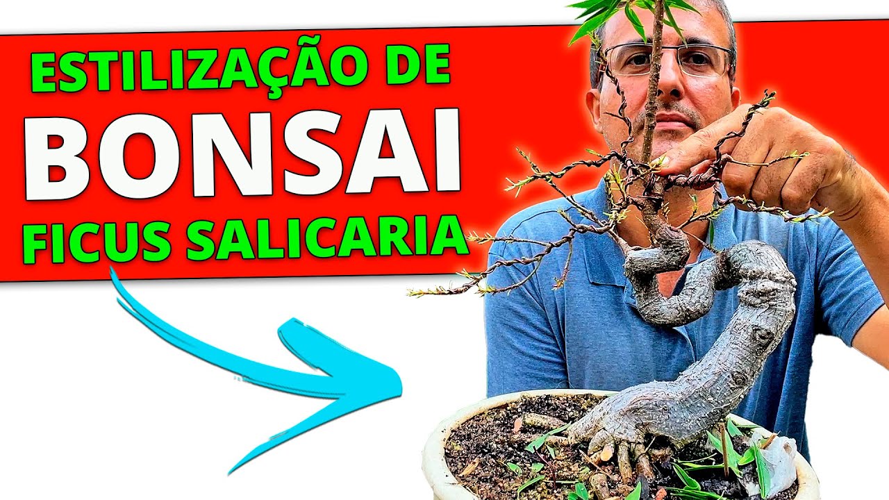 Estilizando Bonsai de Ficus Salicaria (nerifolia) Passo a Passo!