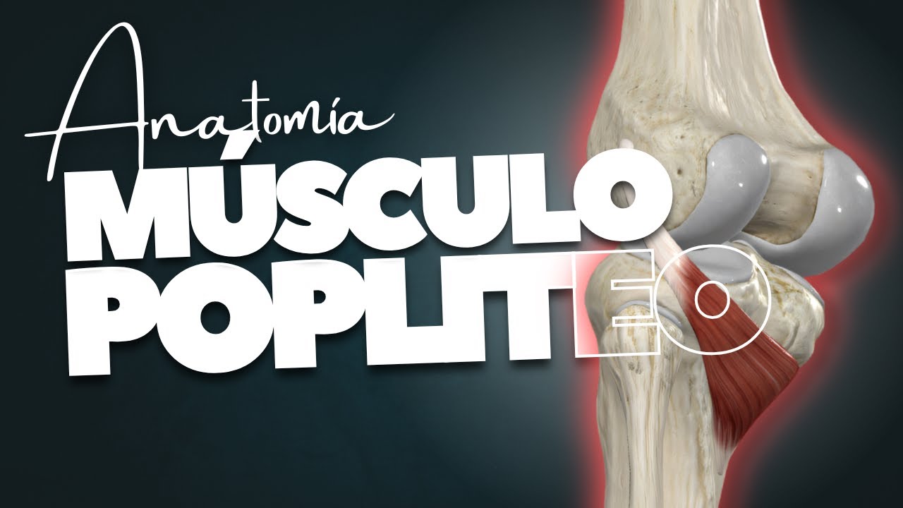 🔥 MÚSCULO POPLITEO de la RODILLA en 11 minutos | TODA su anatomia