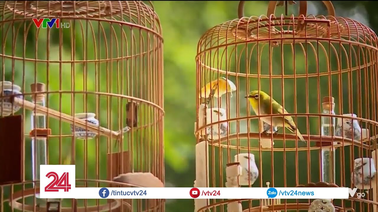 Th&uacute; chơi chim v&agrave;nh khuy&ecirc;n của người H&agrave; Nội| VTV24