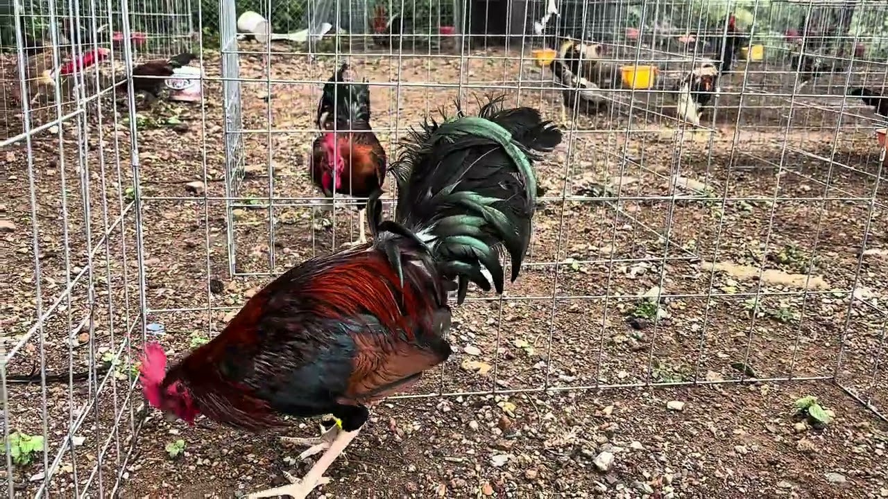 Pollos 1/2 Claret 1/2 Blueface