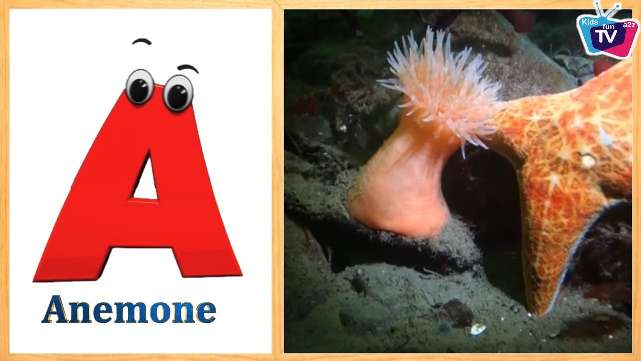 Sea Animals ABC Song for Kids | Phonics for Kids | Learn English Alphabet Letters