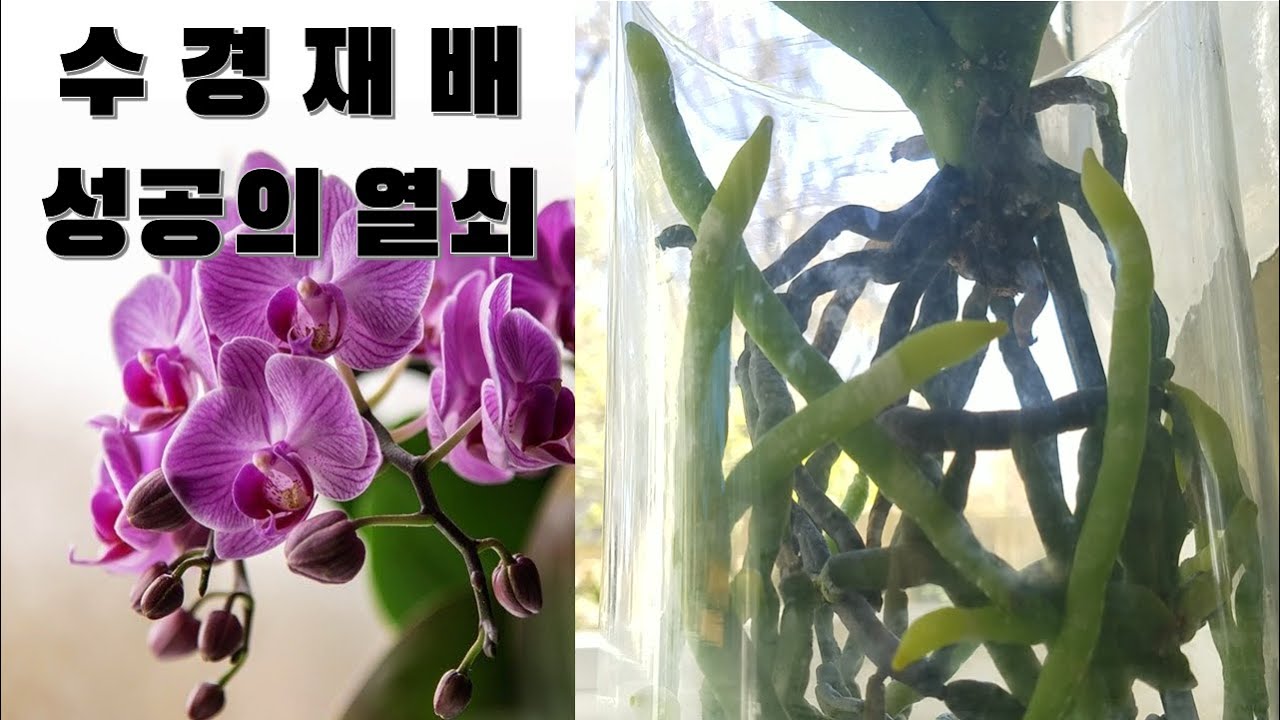 Phalaenopsis Orchid Hydroponics # 2 / Нездоровый уход за корнями и удобрения