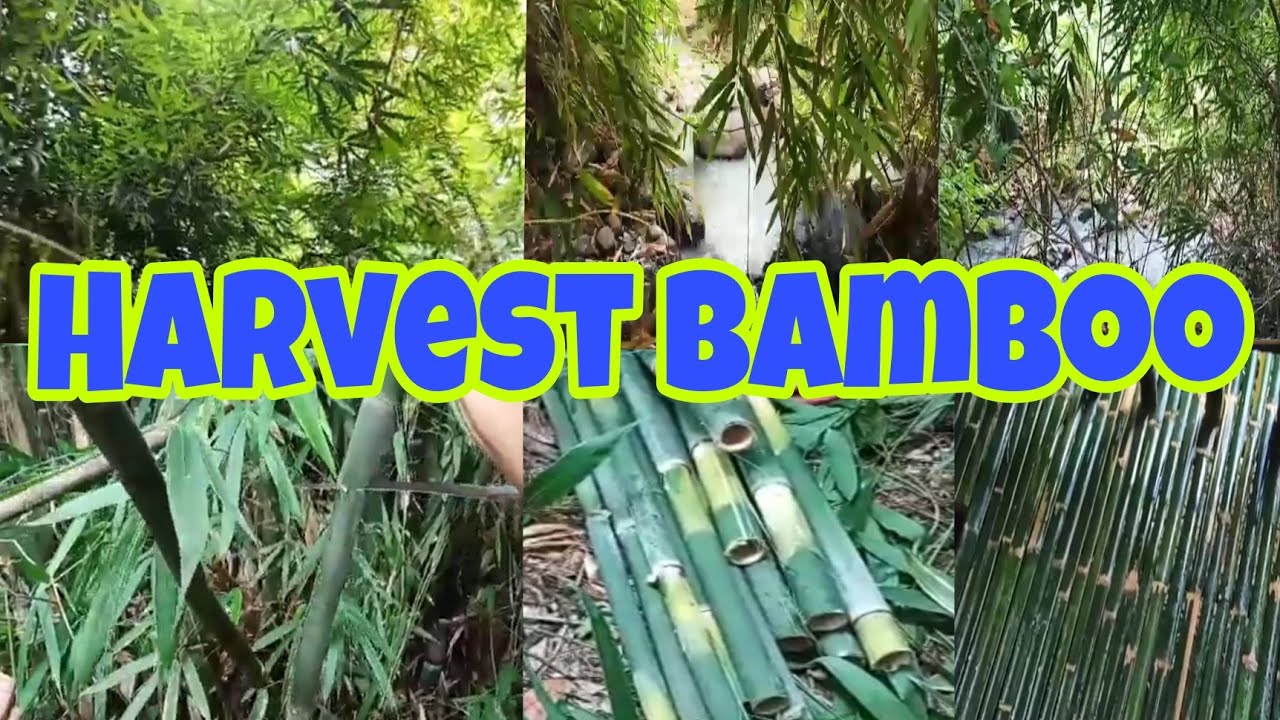 Backyard Bamboo Harvesting