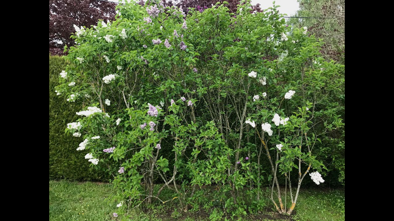Lilas 'Syringa', 'Madame Lemoine' 'Katherine Havemeyer' 'Belle de Moscou' 'Souvenir de Louis Spaeth'