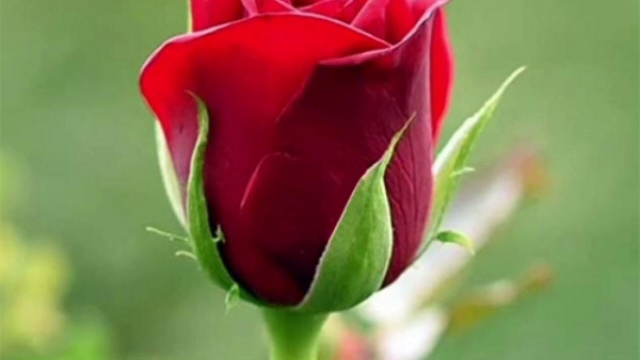سورت الواقعہ پورا سنو 💓❤️