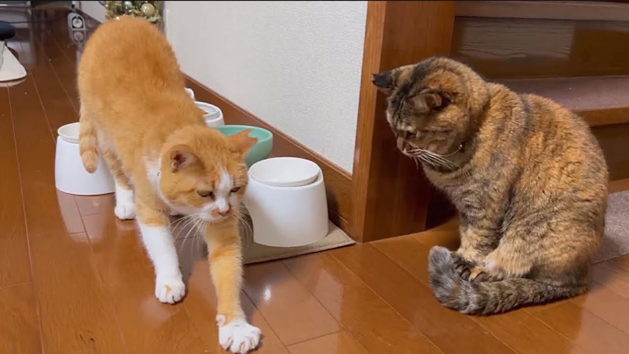 色々似た事が増えてきた仲良し姉妹