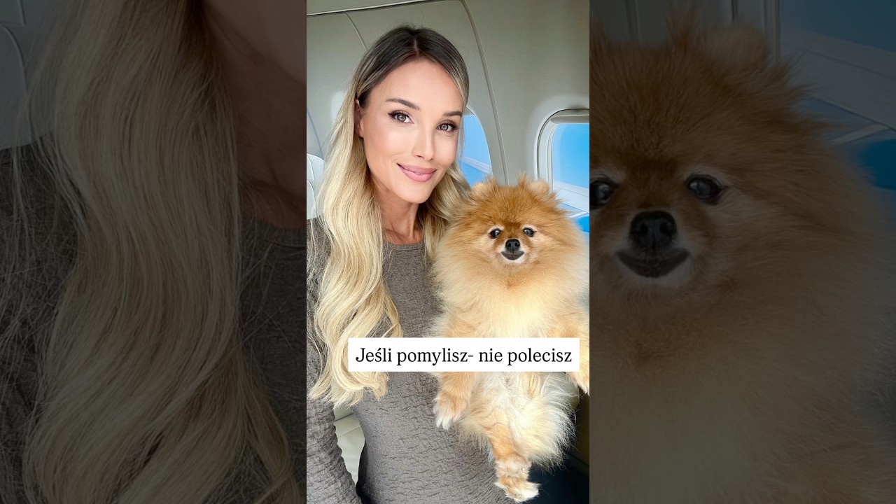 Pies w samolocie. Jeśli pomylisz-nie polecisz. Link do poradnika w Bio📖  #dog #podr&oacute;że #pomeranian