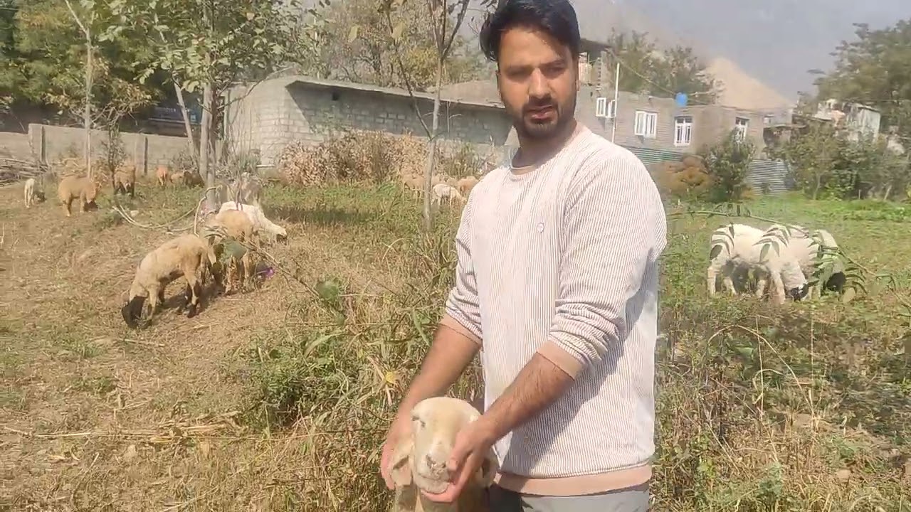 Top sheep quality kaju wala for Srinagar #viral#youtube#new#videos 