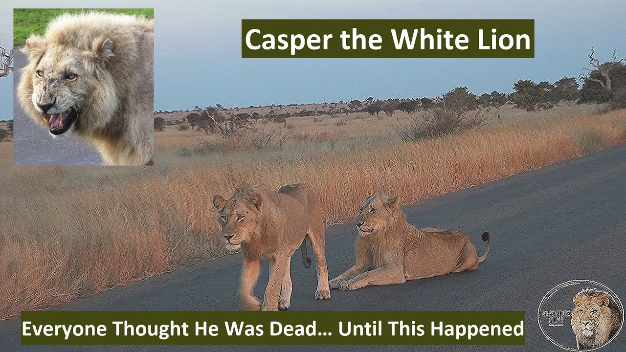 Casper the White Lion Returns with Unexpected Allies Near Satara