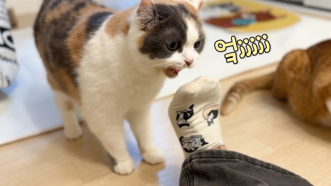 엄마가 150마리 고양이 냄새를 발에 묻혀왔다ㅣ찰떡행님 4기 유기묘 봉사