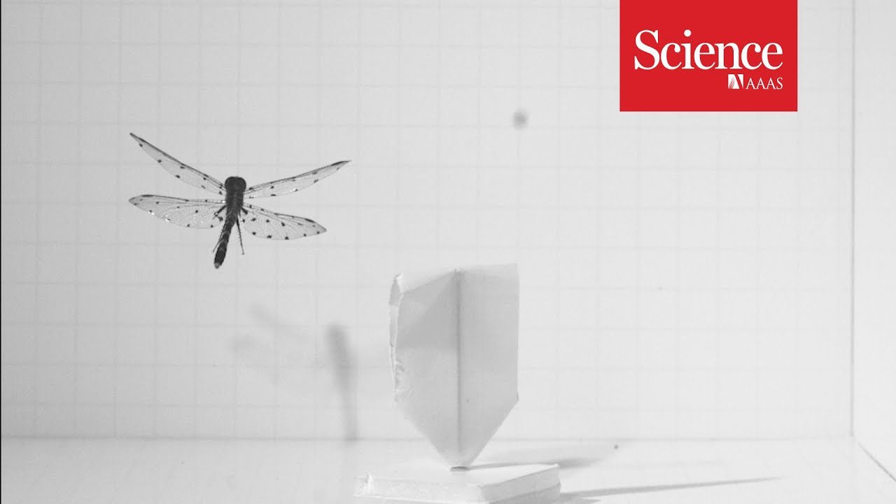 The secret to the dragonfly&rsquo;s backwards flight