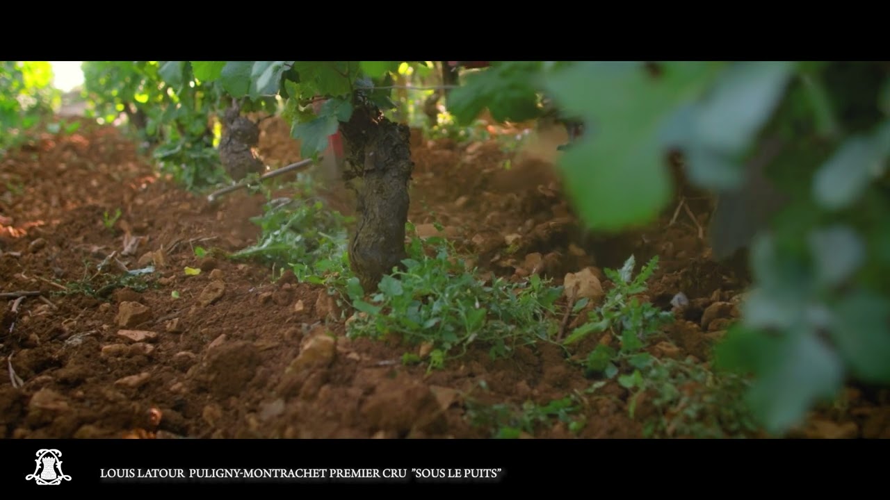 Episode 13 : Puligny-Montrachet 1er Cru 