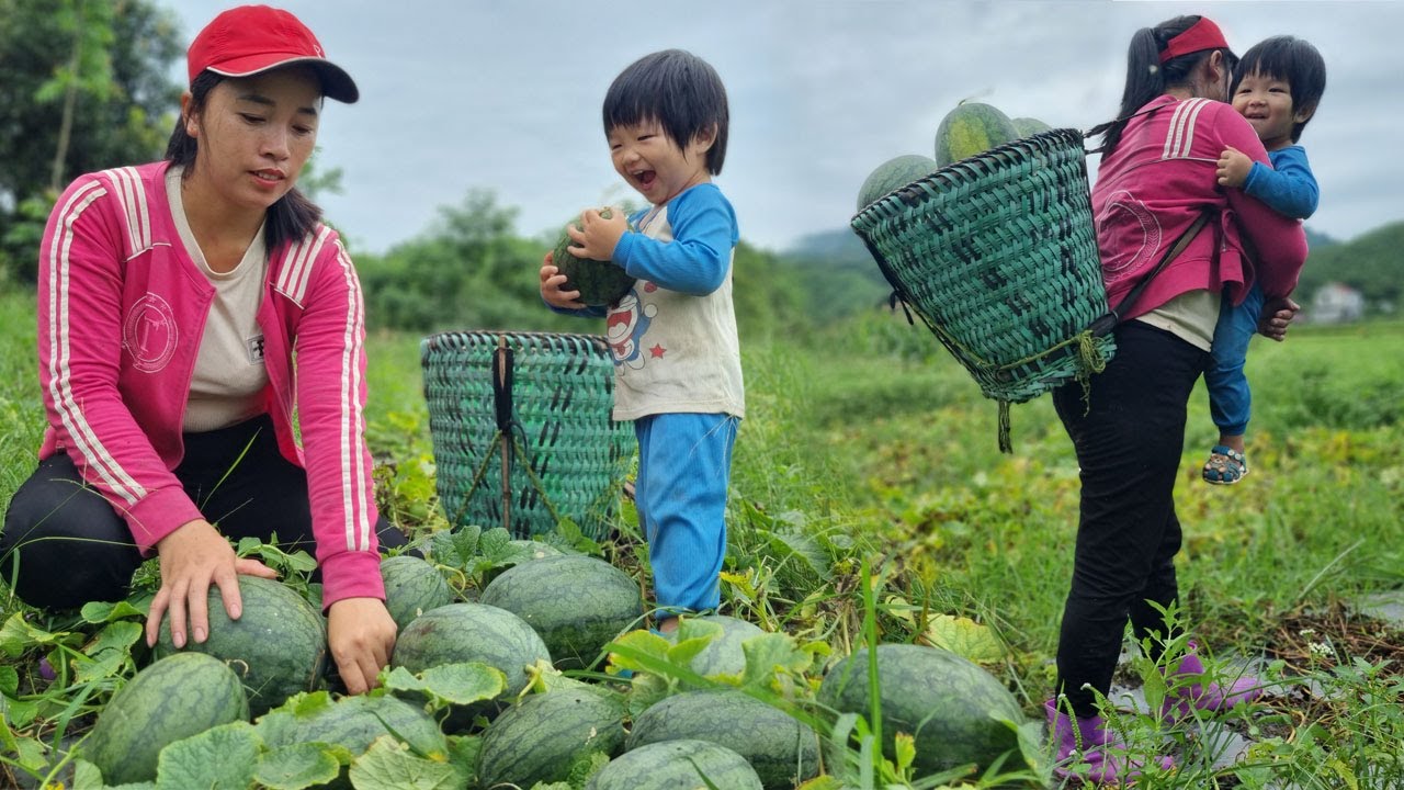 Harvesting watermelons to sell, Garden, Take care of orphan girl - Lý Phương Anh