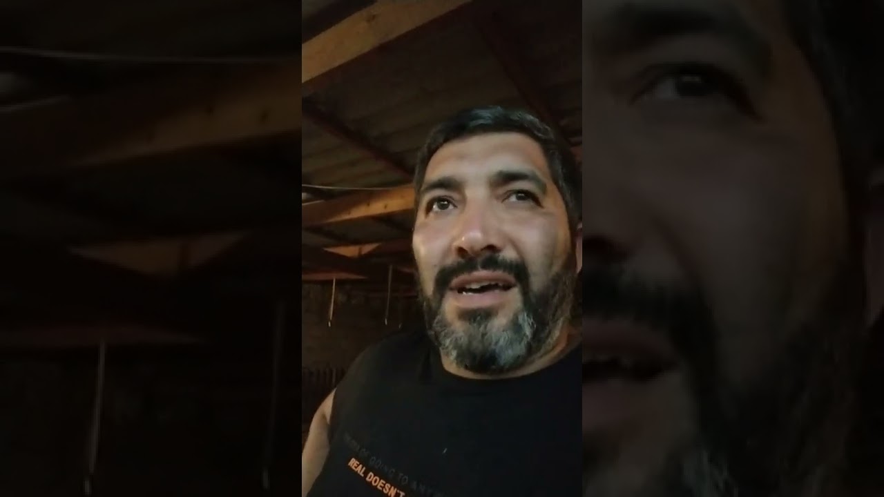 yeni üsulla quzu bəsləmə. yekun nəticələr.
