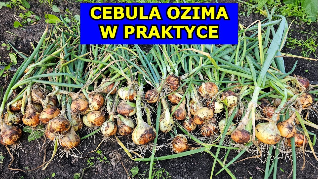Jak uprawiać CEBULĘ OZIMĄ w Praktyce: Sadzenie, Nawożenie, Cięcie, Zbiory Pielęgnacja. Uprawa Cebuli