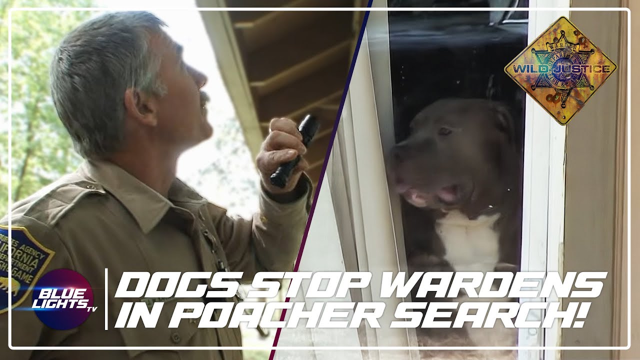Wardens SCARED Of Dogs Protecting Poachers! | Wild Justice Season 2