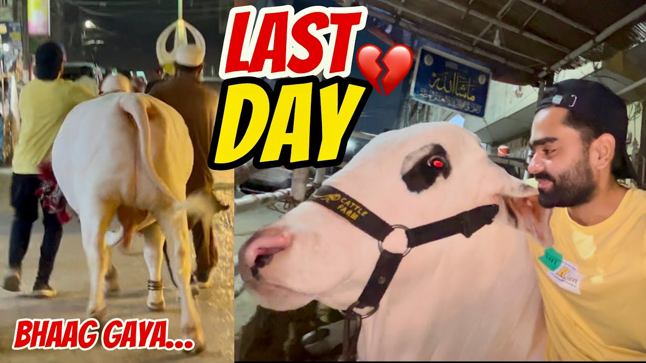 Last day of my cows😭Sultan ki bohat yad aegi emotional kardia💔🥹Bhaag gaya Chand raat wale din..
