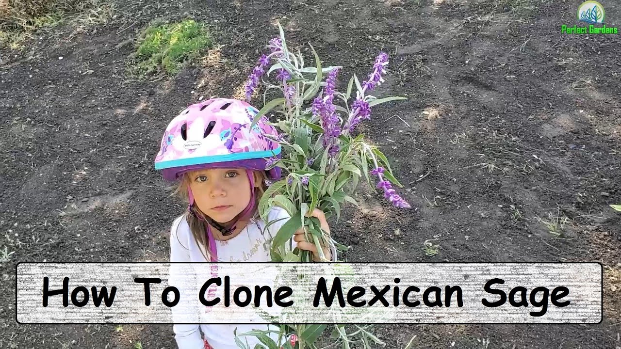 How To clone Mexican Sage