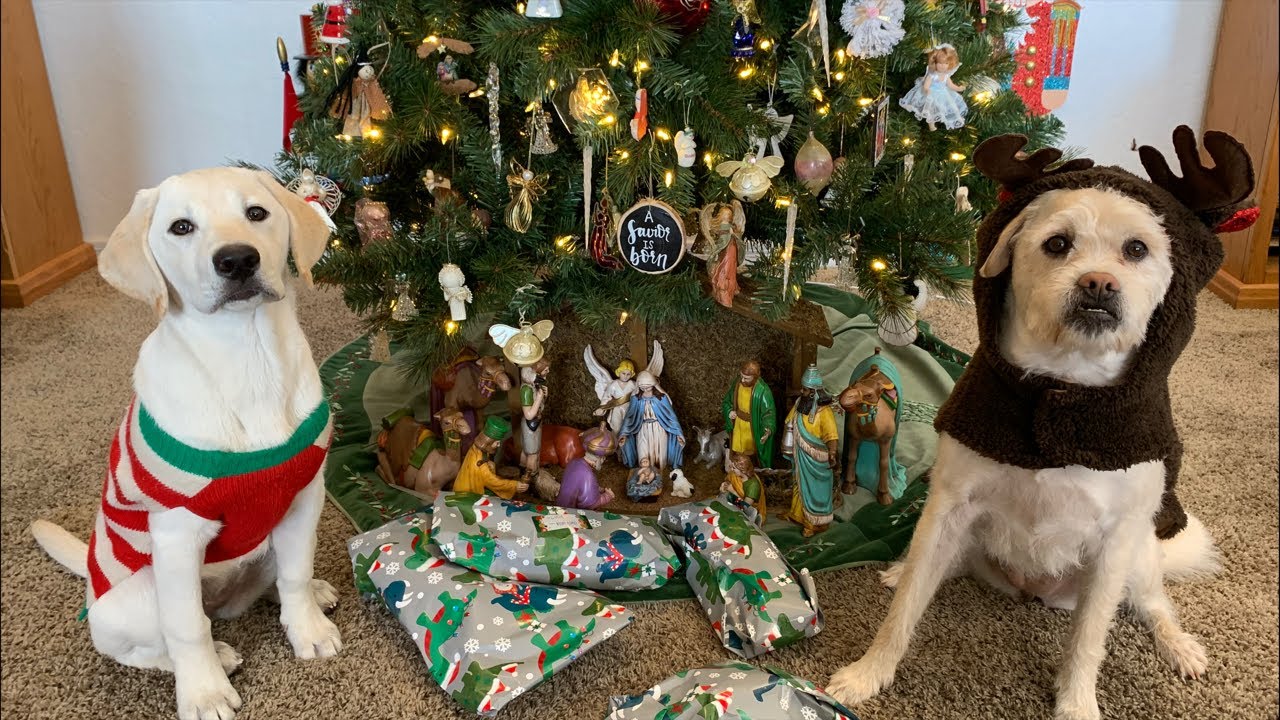 Labrador Puppy Opens Her First Christmas Presents!