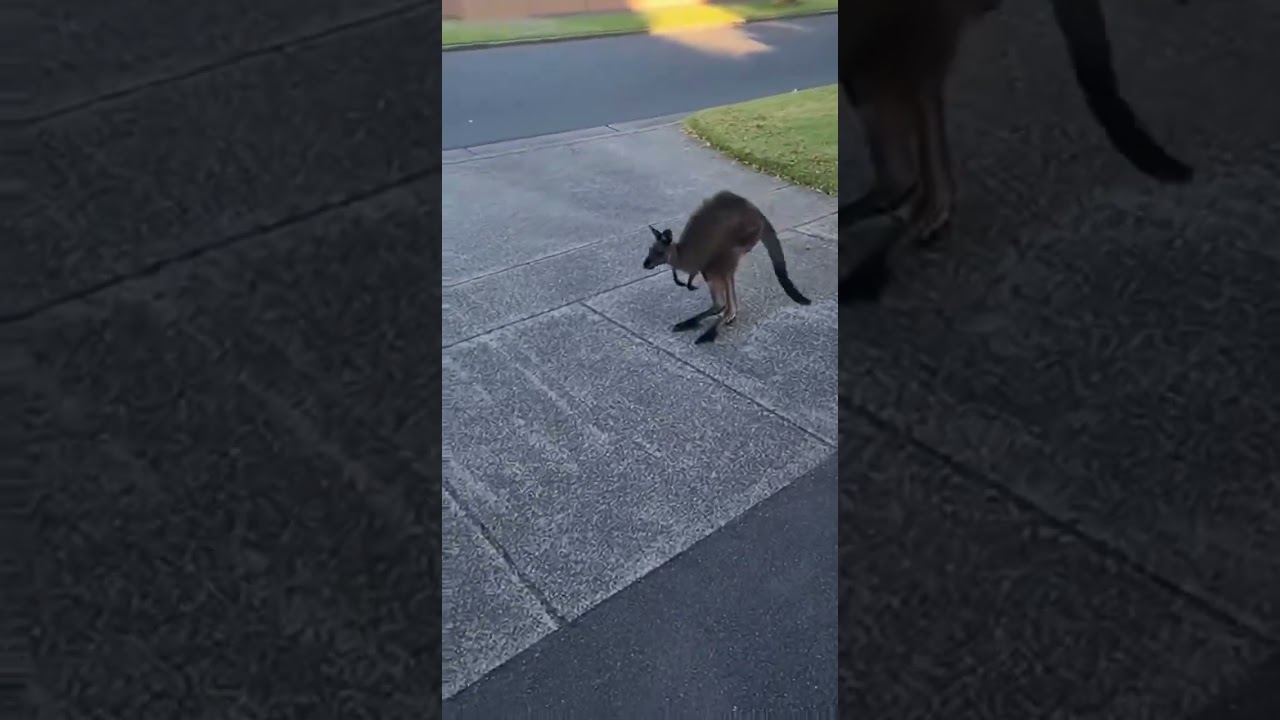 Adorable Surprise! Red Kangaroo Mom Misses Dropping Her Baby! 