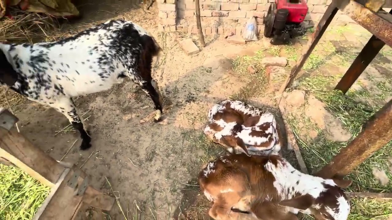 Cholistani cows 🐄 vlog