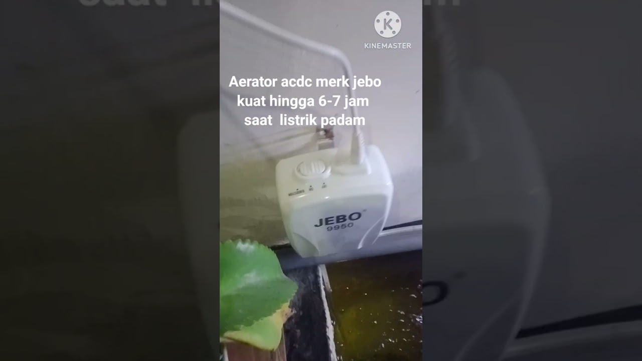 Aerator acdc JEBO 9950 yang recomended untuk kolam #koi kolamkoiminimalis