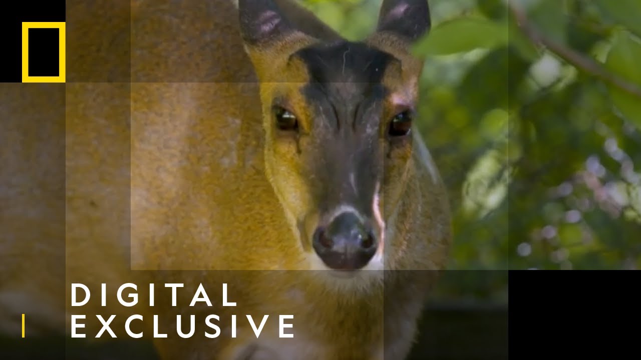 Catching Chowlie the Muntjac Deer | Secrets of the Zoo | National Geographic Wild UK