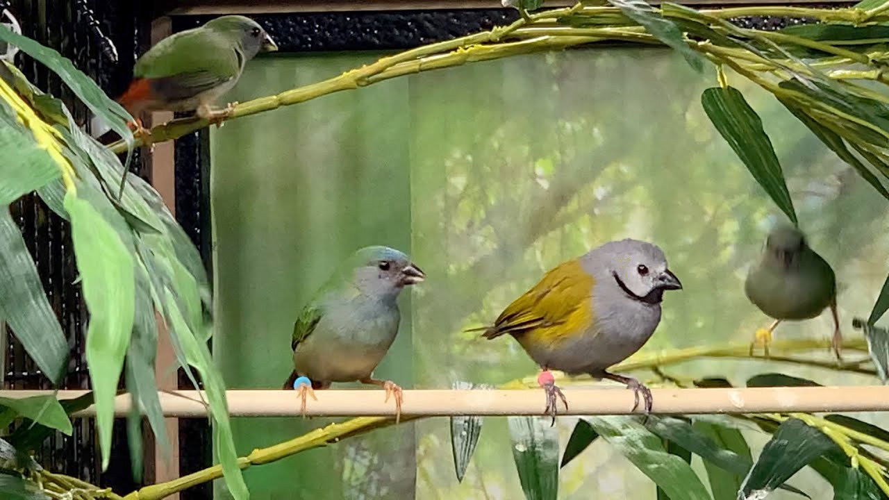 Aviary update: Clearing the logjam