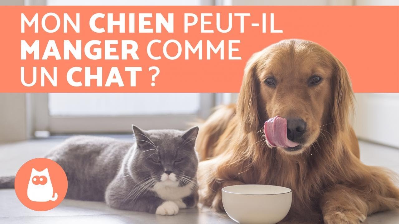 Est-ce que les chiens peuvent manger de la nourriture pour chat ?