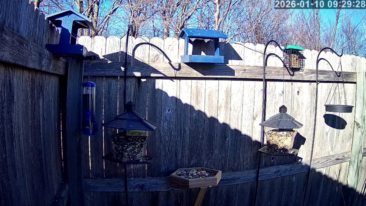 Bird Feeder Cam - Oklahoma
