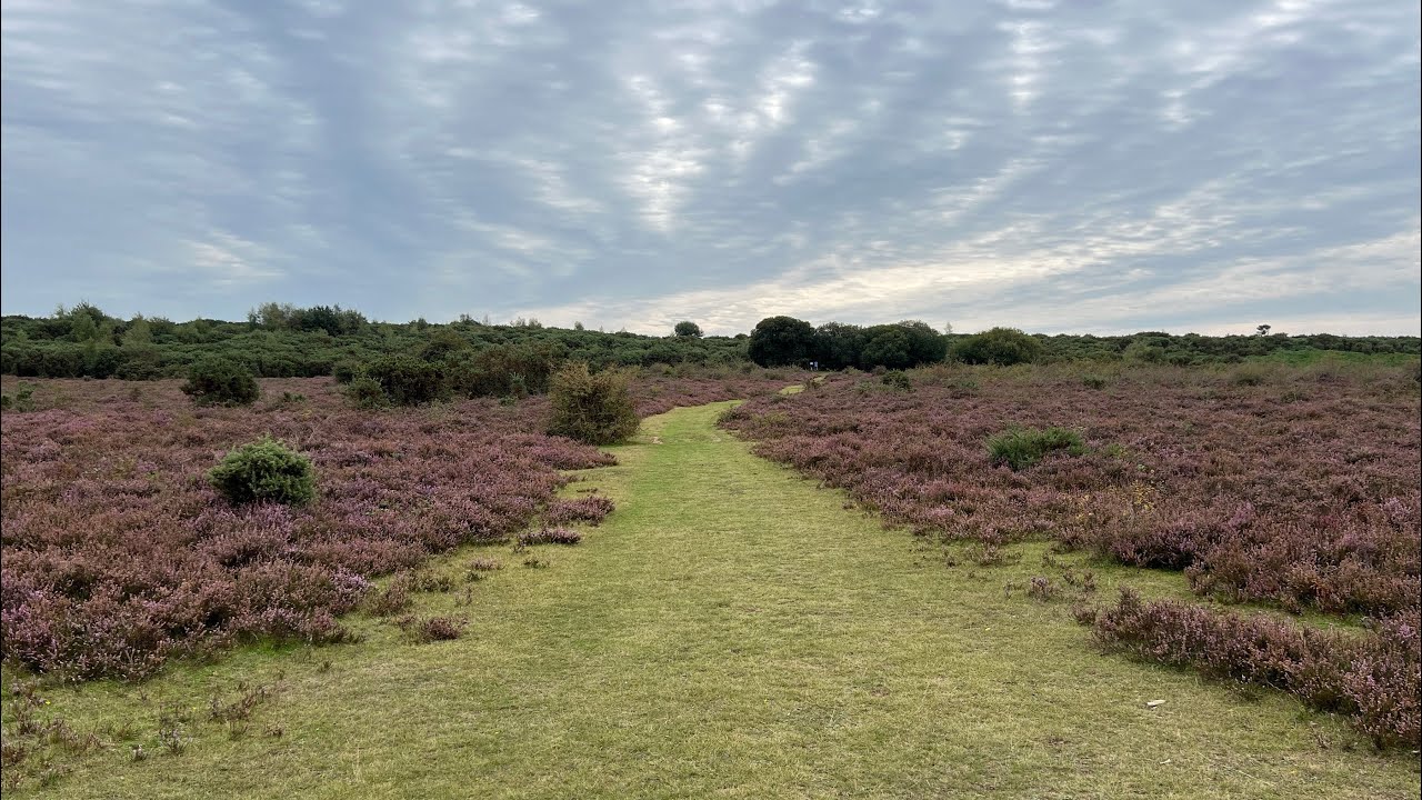 Sway New Forest Circular Walk Sep-2025