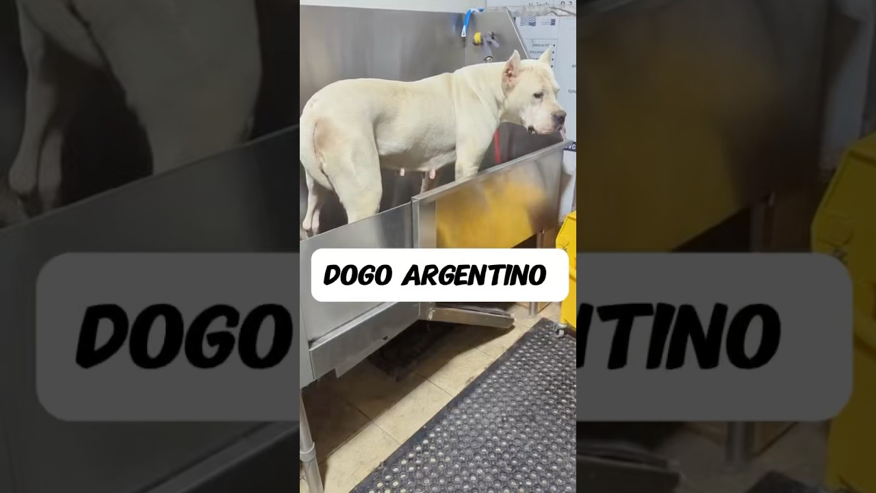 Another one I made a while back #dogoargentino #dogo #doggroomer #dogbath #tutorial