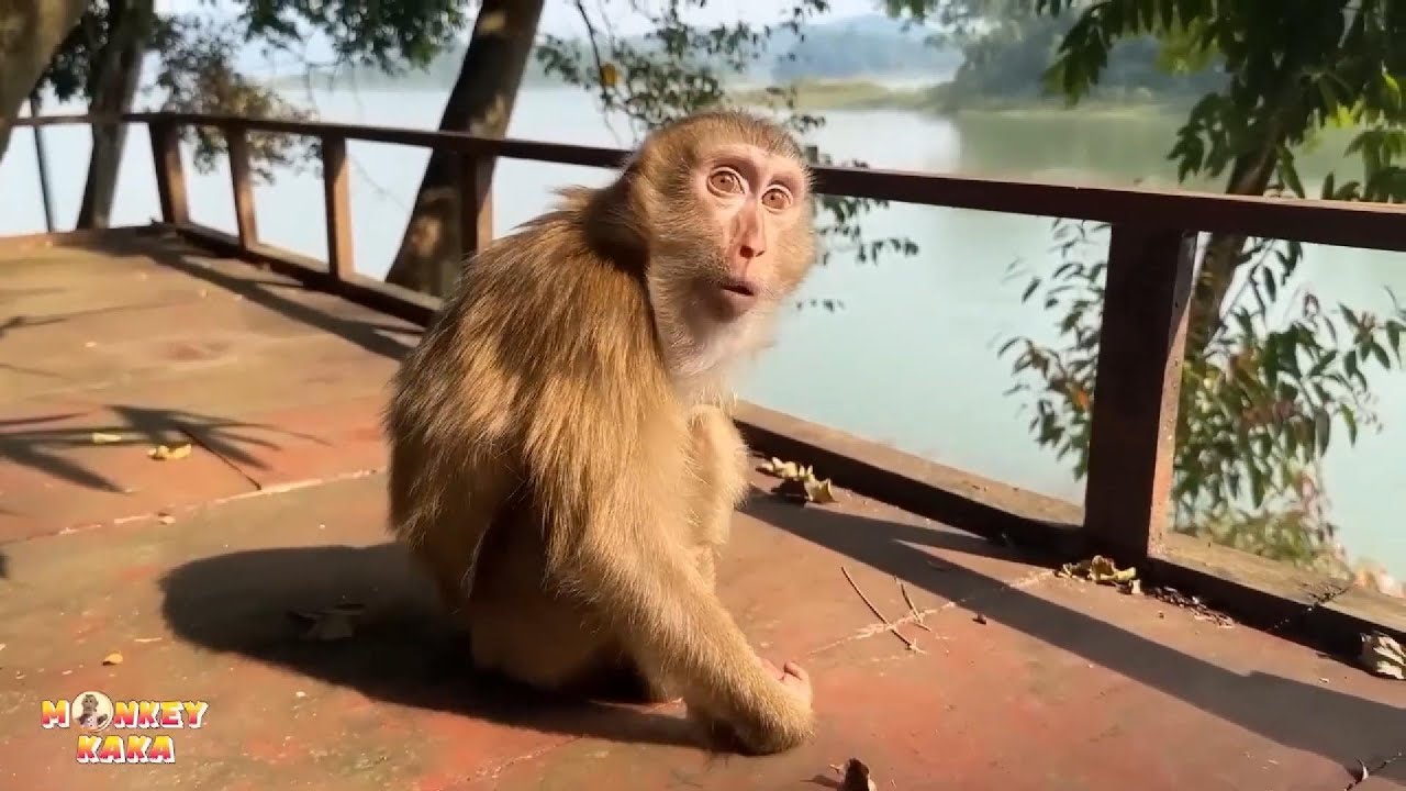 Monkey Kaka's expression was really strange when  saw tourists visiting
