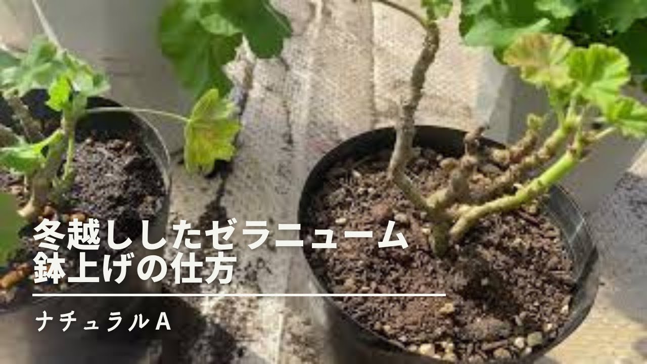 冬越ししたゼラニュームの鉢上げの仕方