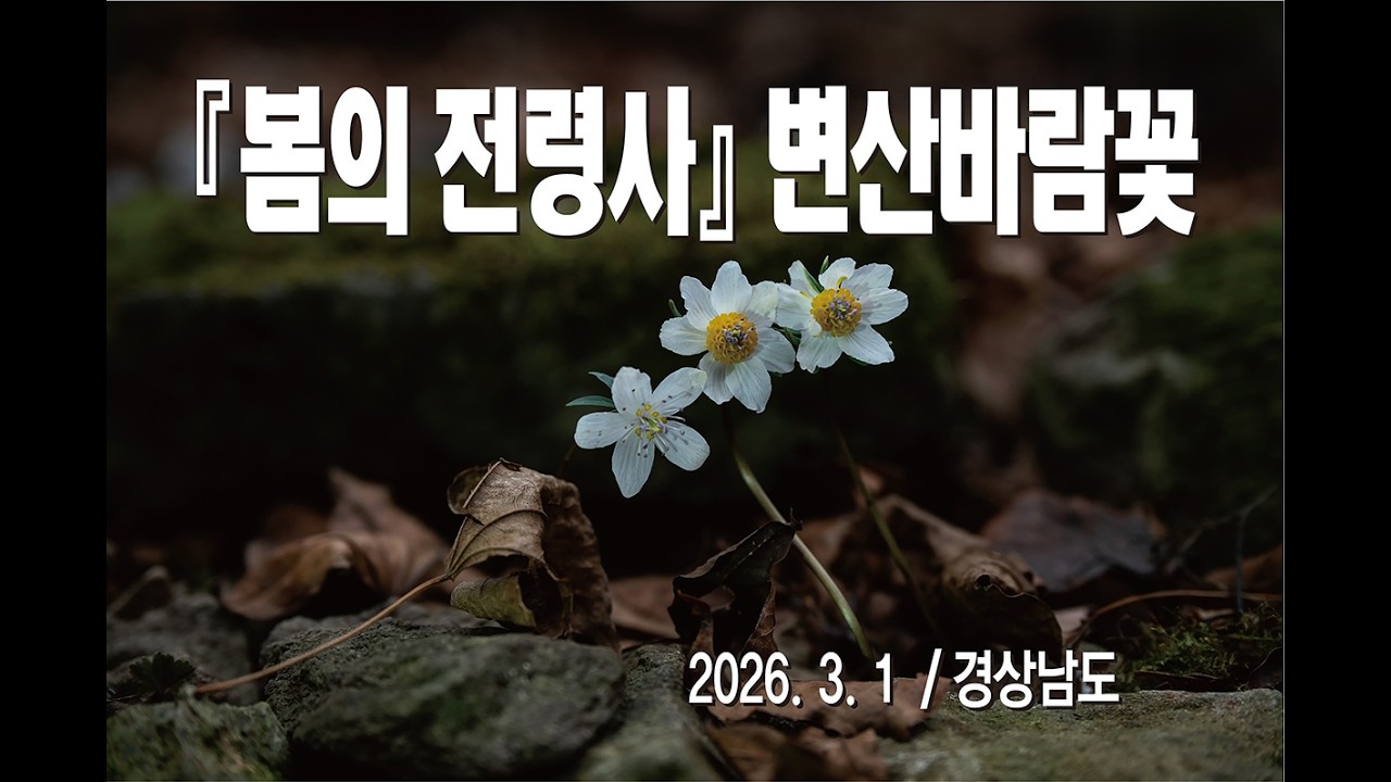 260302 '봄의 전령사' 변산바람꽃