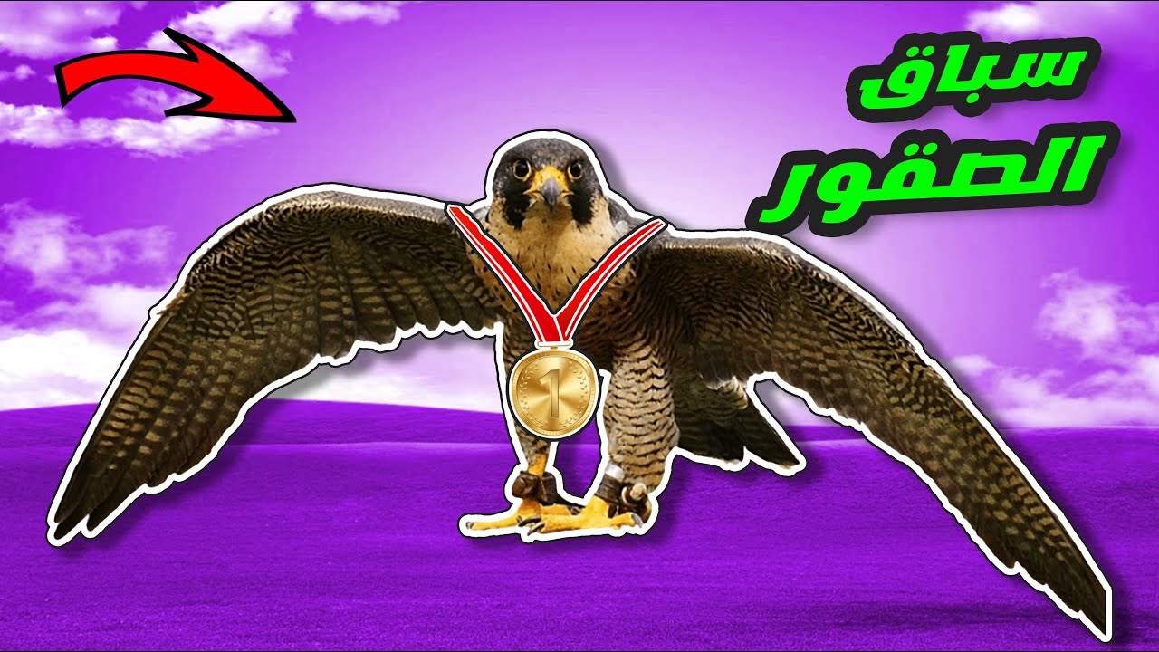 الصقر بتاعي كسب في سباق الصقور!!🥇🦅