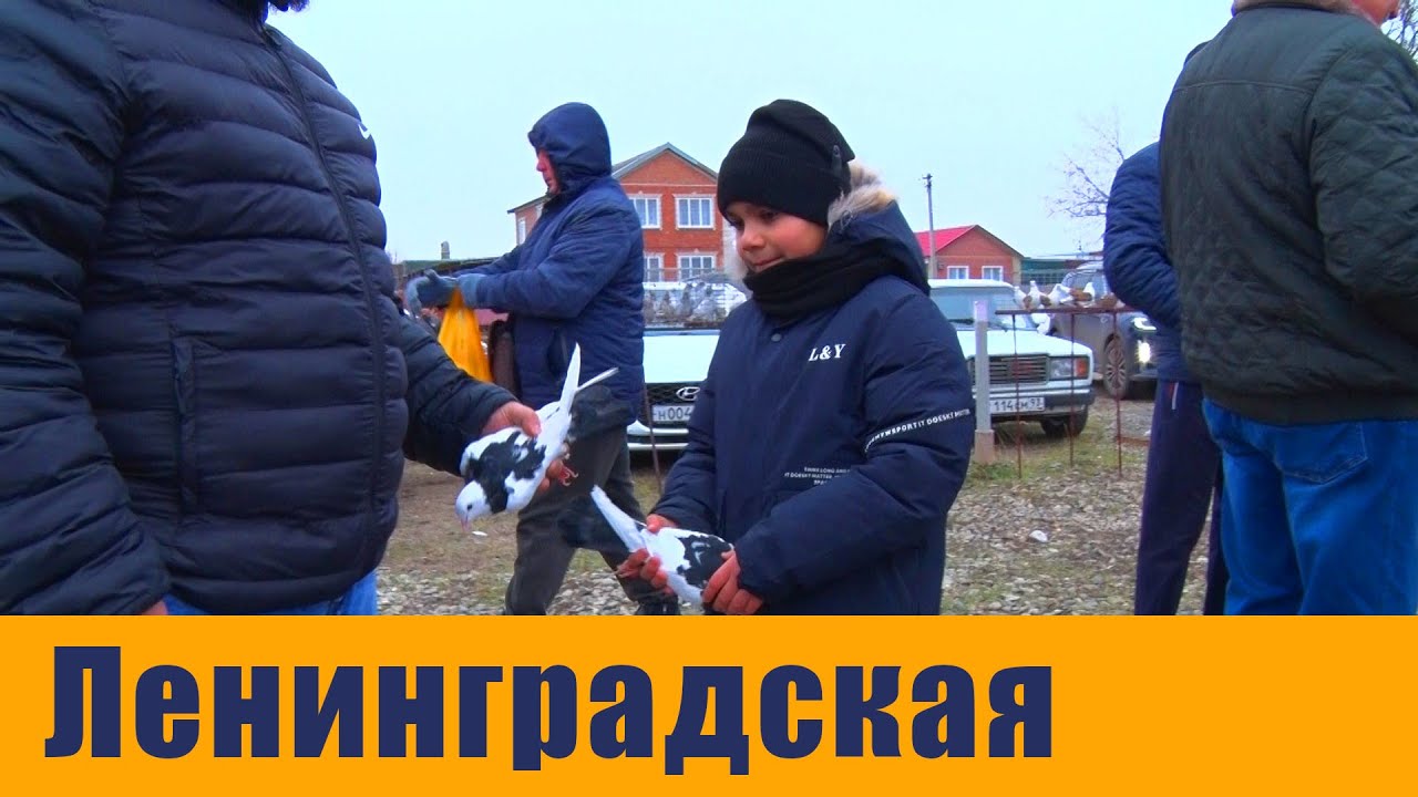 Птичий рынок. Ленинградская. [08.12.2024]