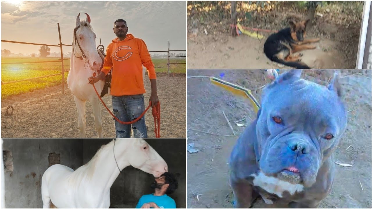 My new vlog!ਘੋੜੇ ਕਿਉਂ ਰੱਖਨੇ ਚਾਹਿਦੇ!ajj fir farm te gaye!|bullet| #horse#jamasdhamvlog#viral#jamas