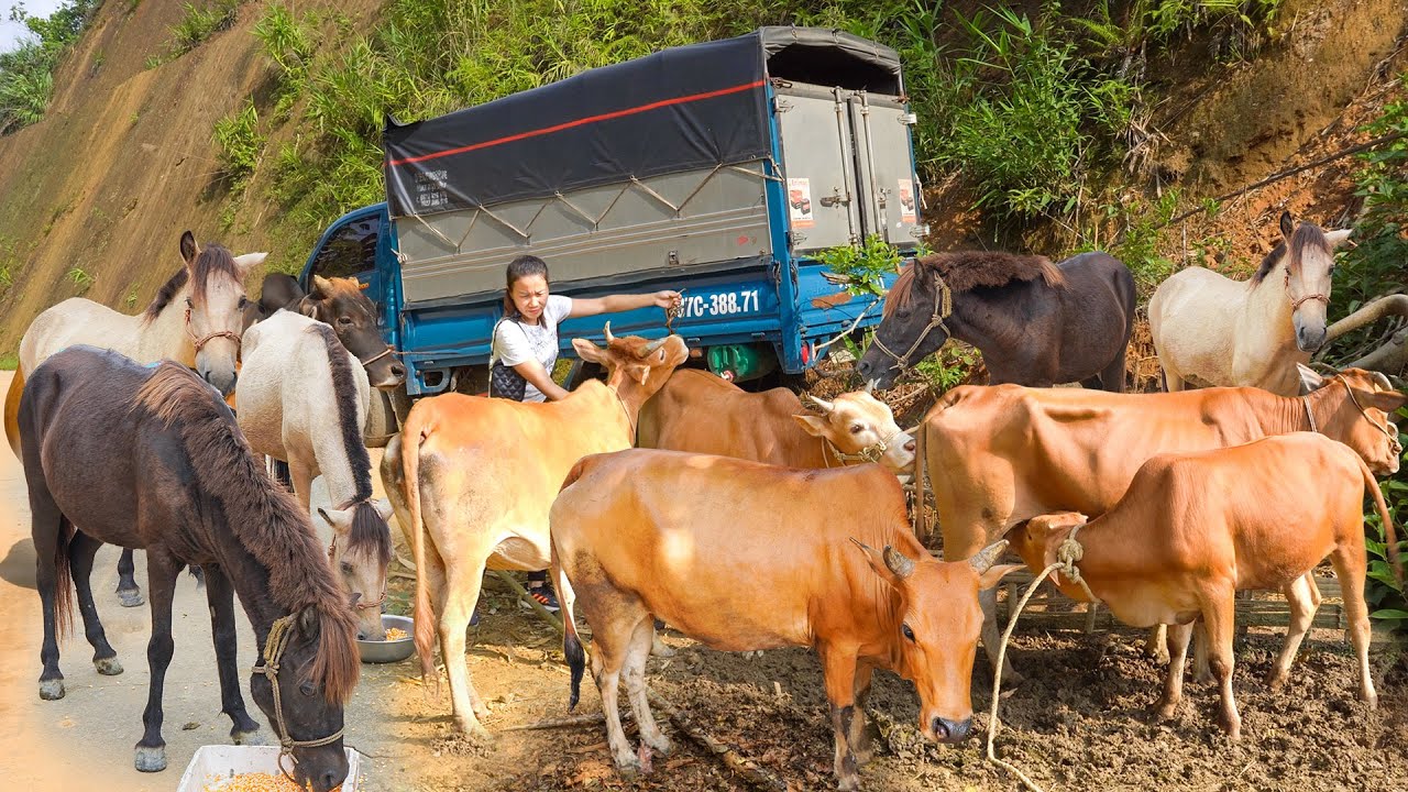 288 Days Buy Many Cows, Horses, Buffalos from Farmer - Use Truck To Transport Go To Market Sell