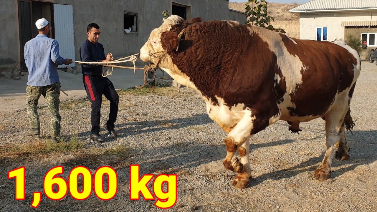 Gigant buka Daxshat katta 1 tonna 600 kilogramm videosini kuring