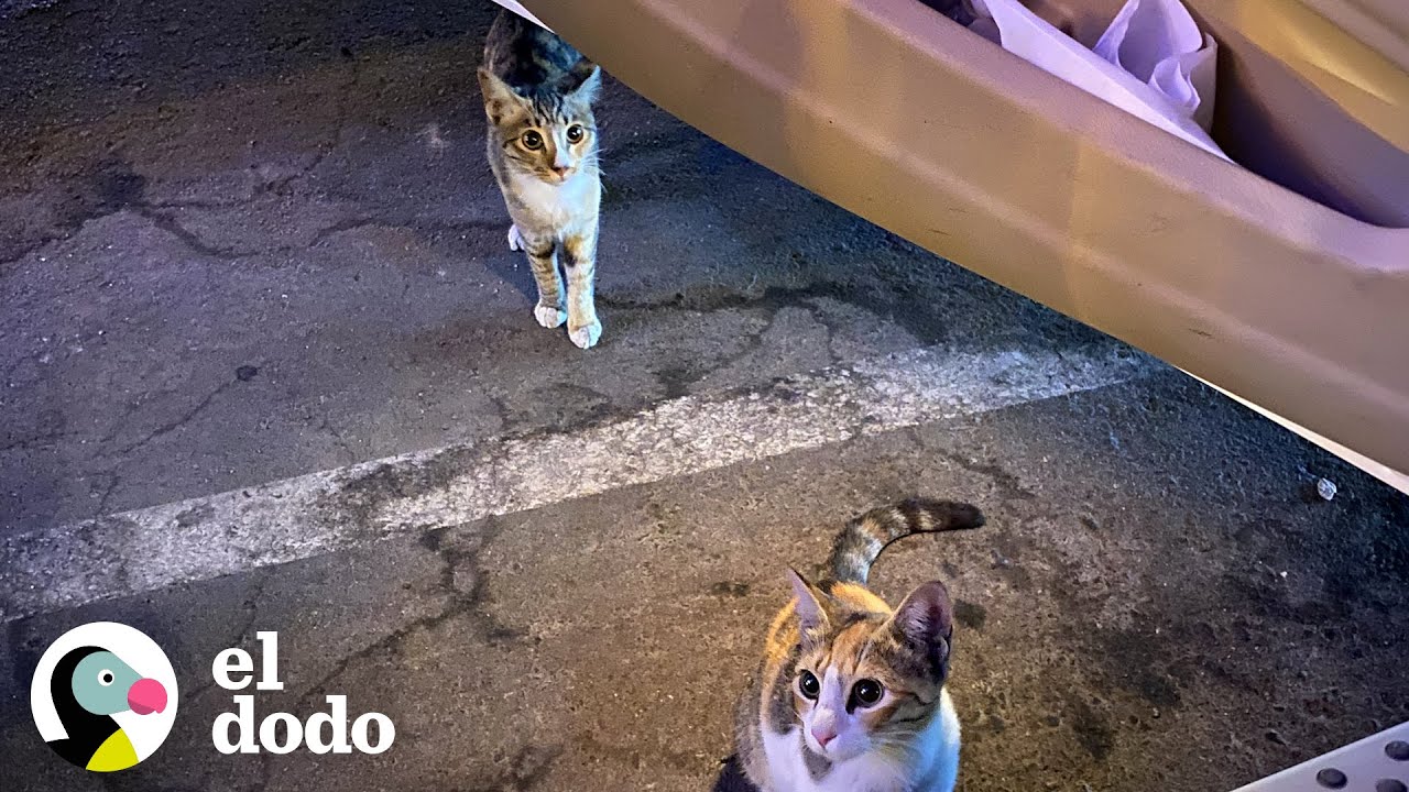 Estos padres estaban en contra de tener mascotas hasta que... ❤️ | El Dodo